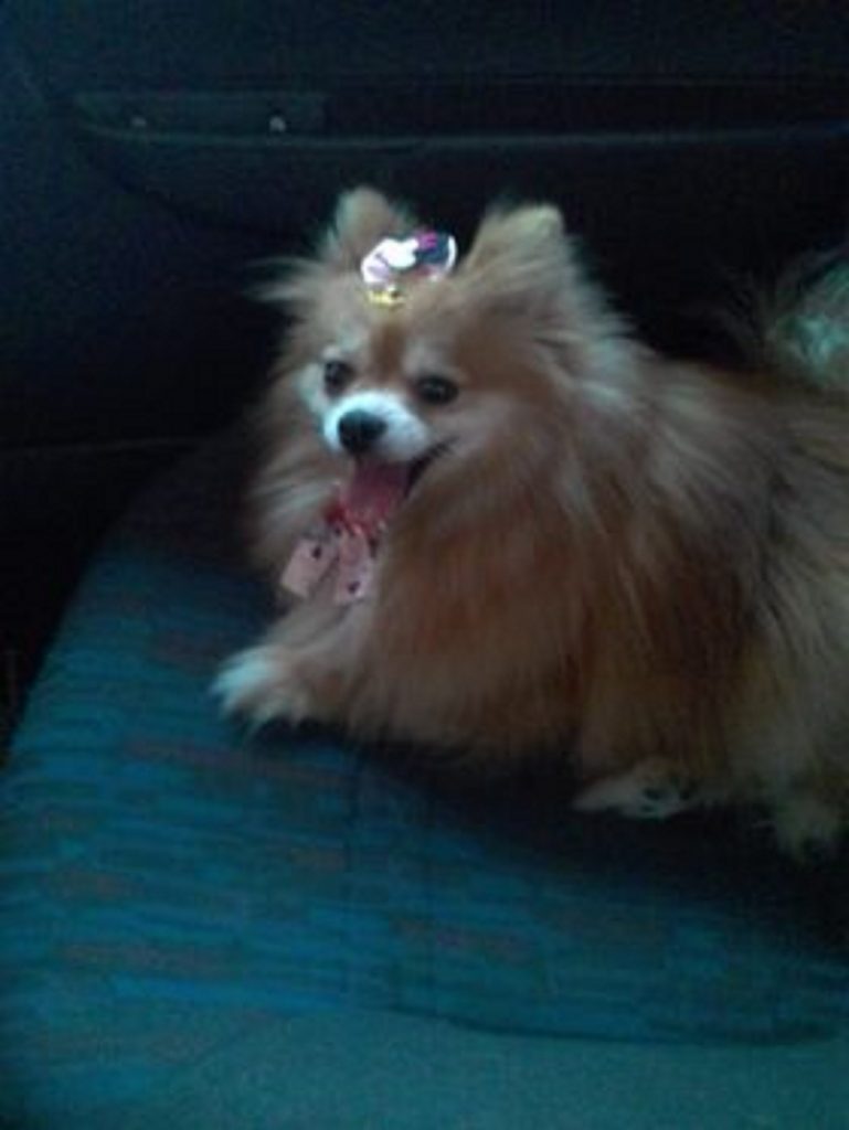 Cachorrinha sumiu no Esmeralda
