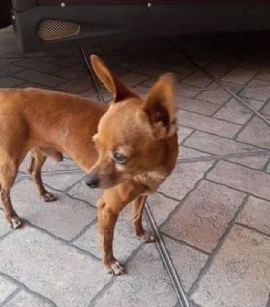 Cachorrinho Foguinho sumiu em Cascavel