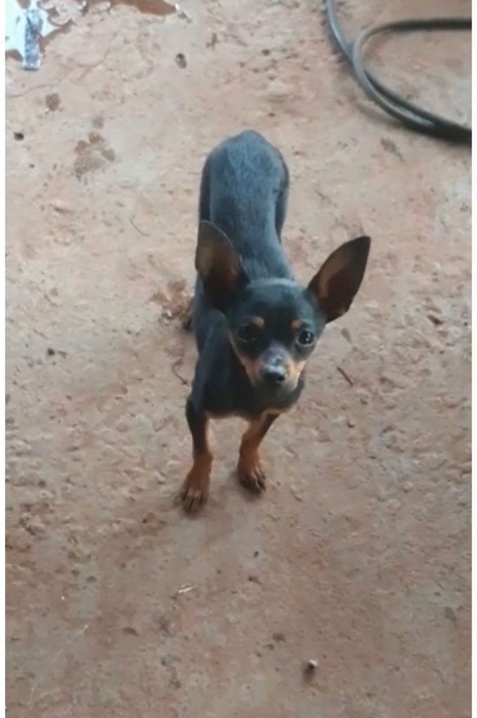Cachorrinho Pingo sumiu em Cascavel; paga-se recompensa