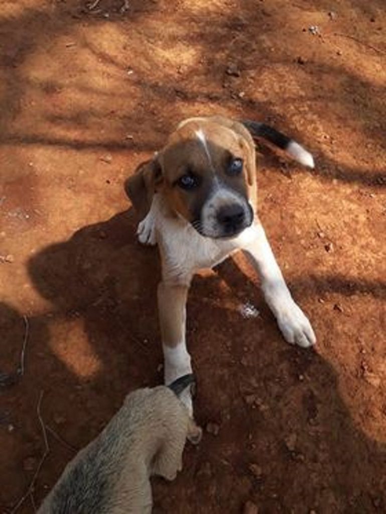 Cachorro está sumido no Santa Cruz