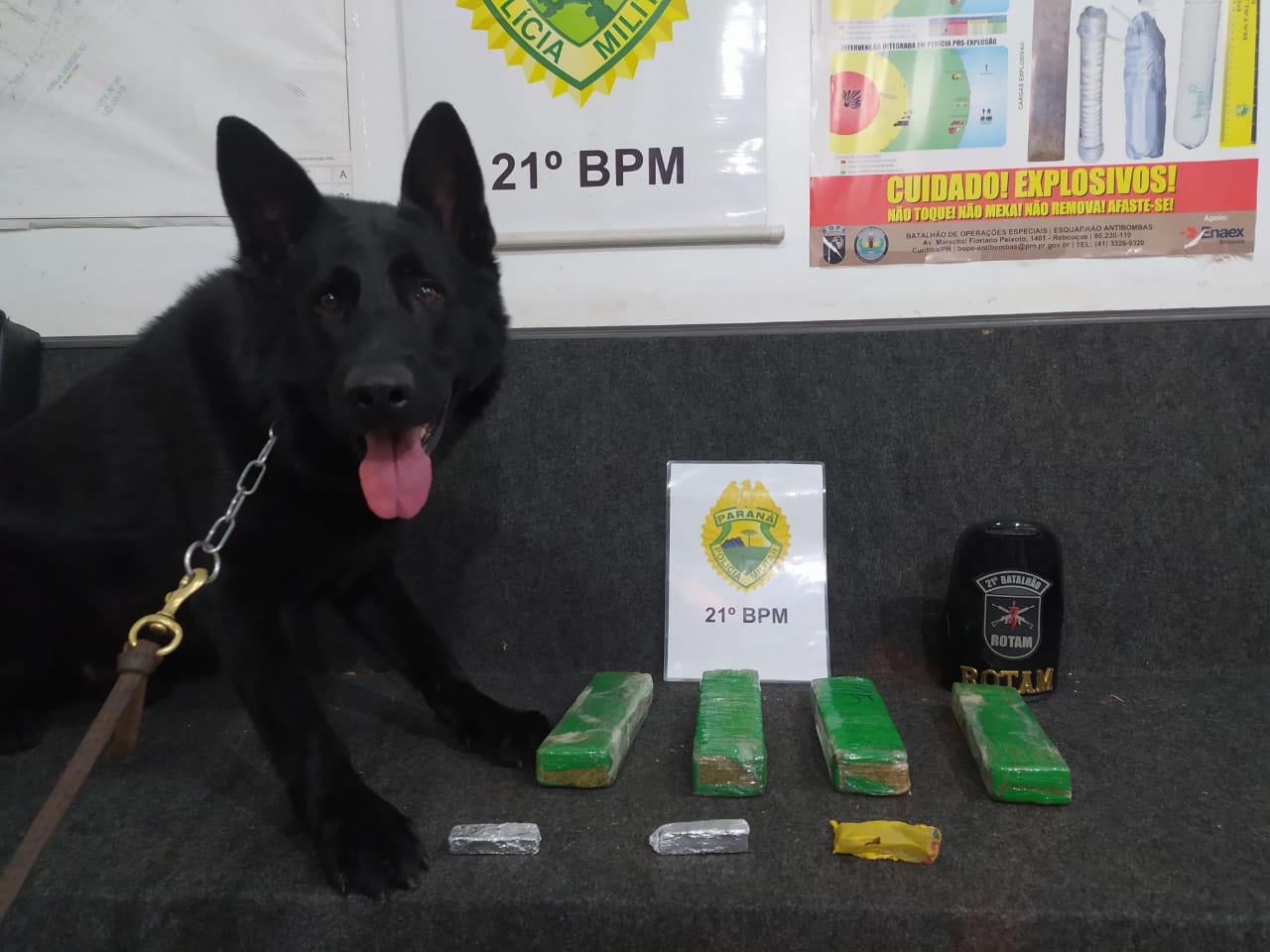 Cães de faro da Polícia Militar localizam mais de 2 kg de maconha; dois homens foram presos Imagem referente a Cães de faro da Polícia Militar localizam mais de 2 kg de maconha; dois homens foram presos