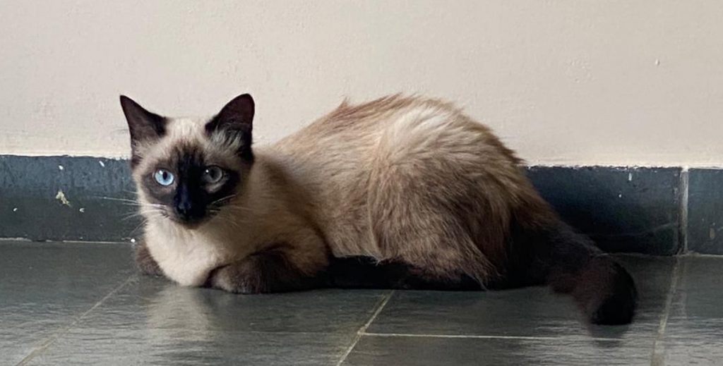 Gato de estimação é encontrado e internauta deseja devolvê-lo aos donos