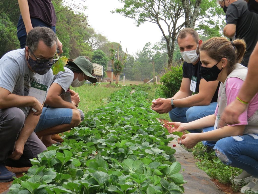 Produtores rurais recebem capacitação em Olericultura