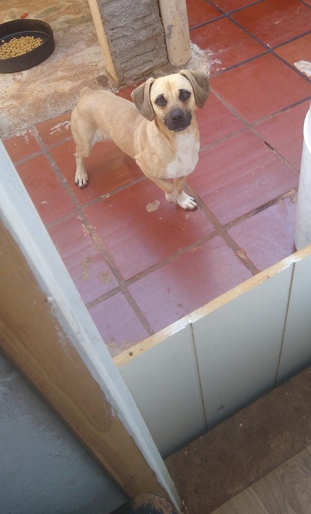 Cachorrinho Bob despareceu no Morumbi