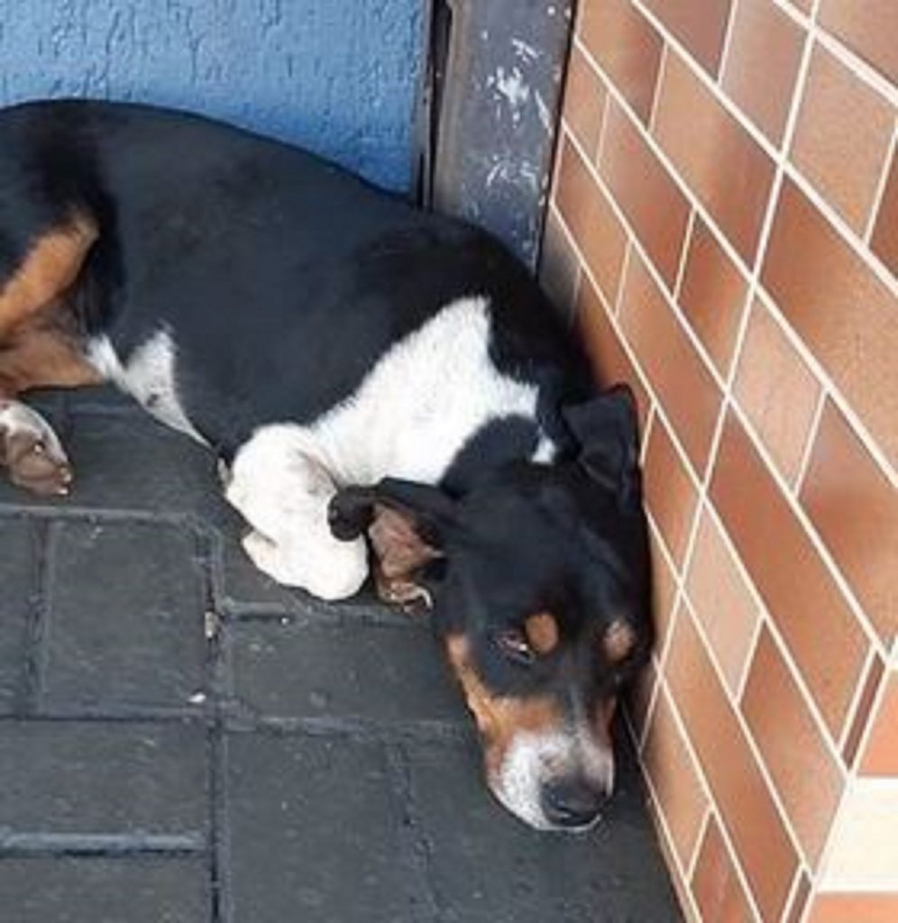 Cachorro está perdido no Tarumã