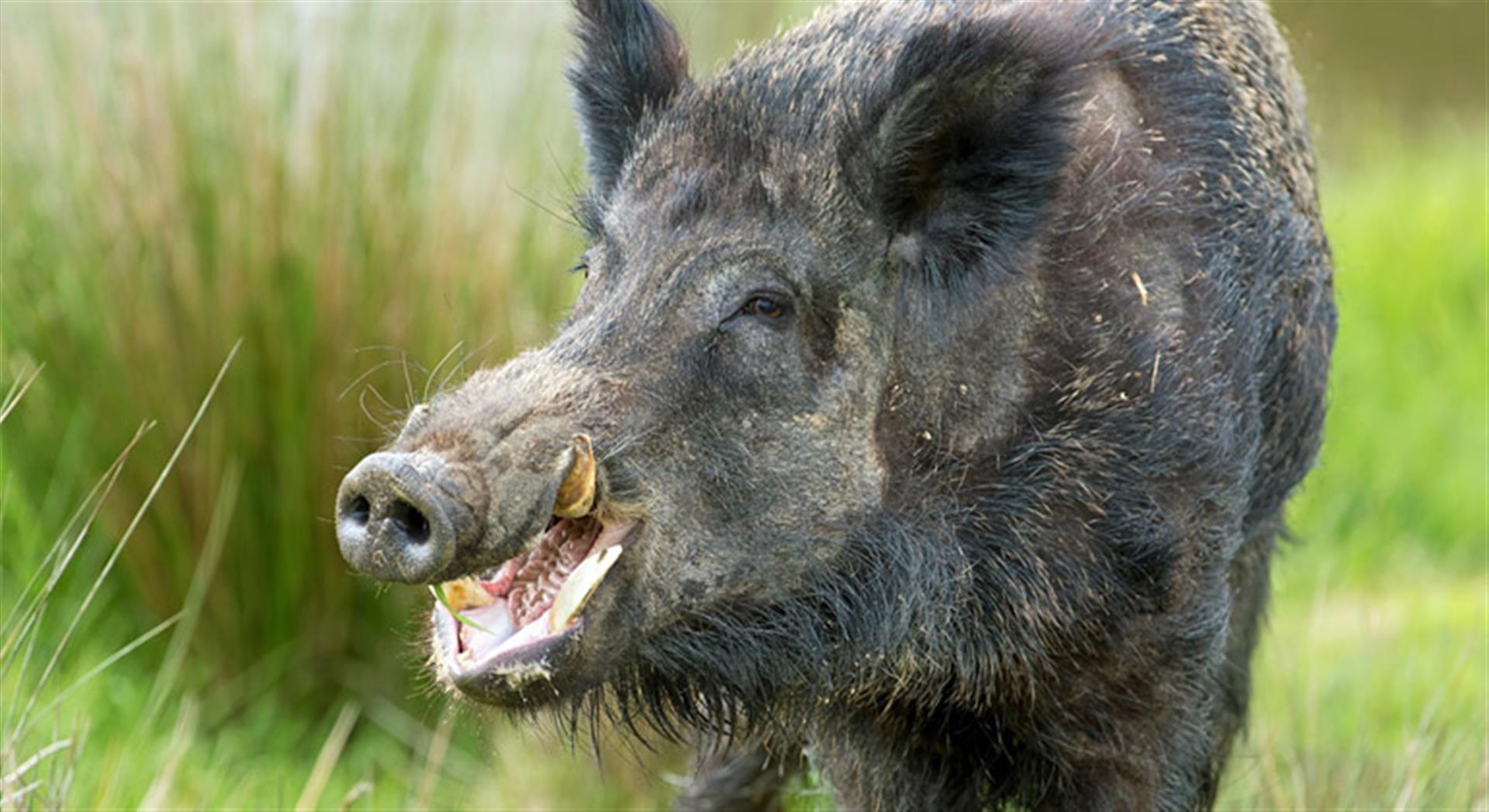 Caçador milionário é morto por javali após atirar no animal Imagem referente a Caçador milionário é morto por javali após atirar no animal