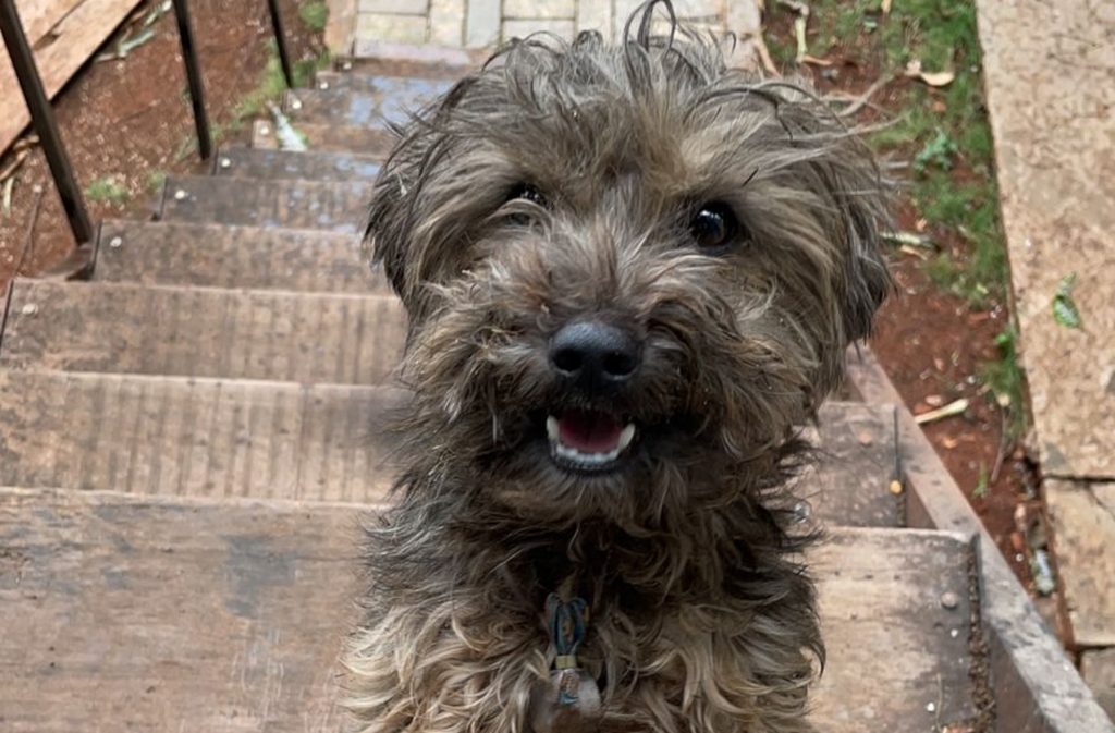 Cachorrinho é encontrado no Bairro Parque São Paulo; internauta quer devolvê-lo ao dono