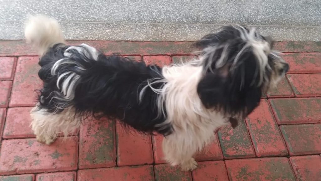 Moradora do Interlagos acolheu cachorrinho há 5 dias e deseja devolvê-lo ao dono