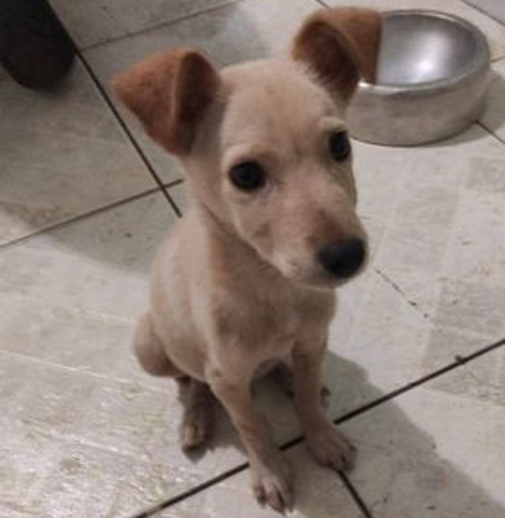 Moradora do Alto Alegre encontra filhote de cachorro e deseja devolvê-lo ao dono