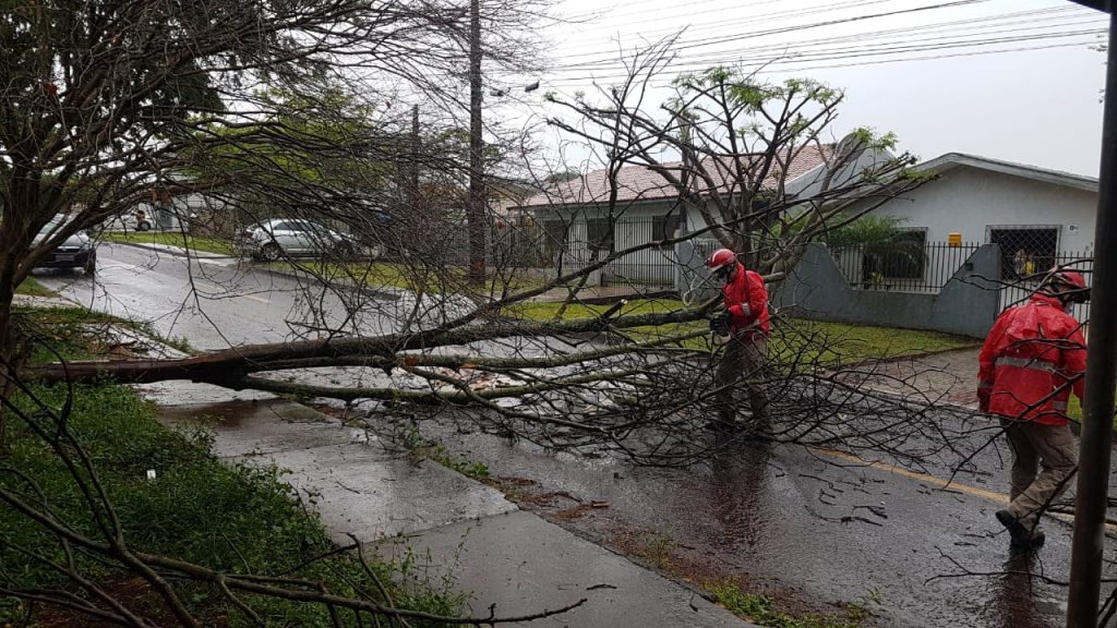 Queda de árvore deixa via interditada no Bairro Maria Luiza, em Cascavel