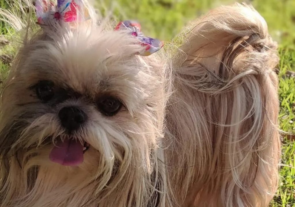 Cachorrinha de estimação está desaparecida na região do Bairro Country; donos pedem ajuda