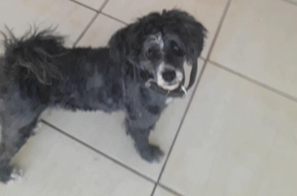 Cachorrinha de estimação está desaparecida na região do Bairro Santa Cruz
