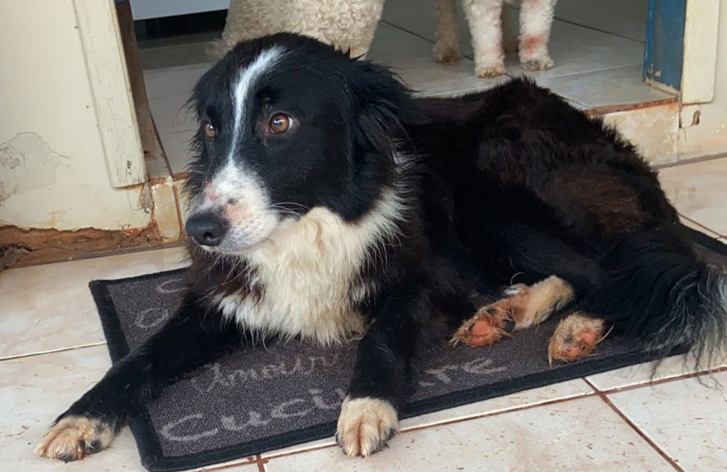 Border Collie fêmea é encontrada e moradora do Santa Cruz deseja devolvê-la ao dono