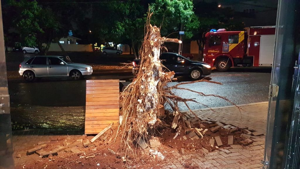 Mais uma árvore cai neste sábado em Cascavel, desta vez na Rua Domiciano Theobaldo Bresolin