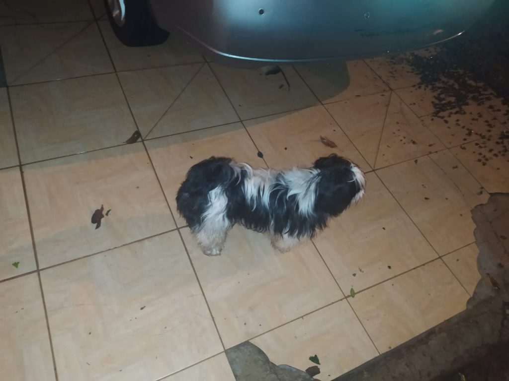 Cachorrinho foi resgatado no Universitário