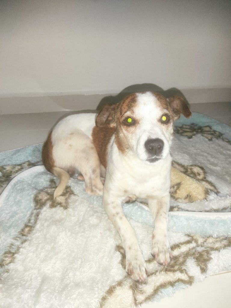 Cachorrinho foi resgatado no Floresta