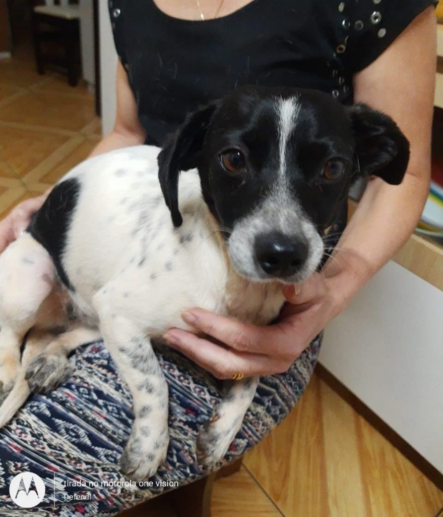 Cachorrinha foi encontrada no Paulo Godoy
