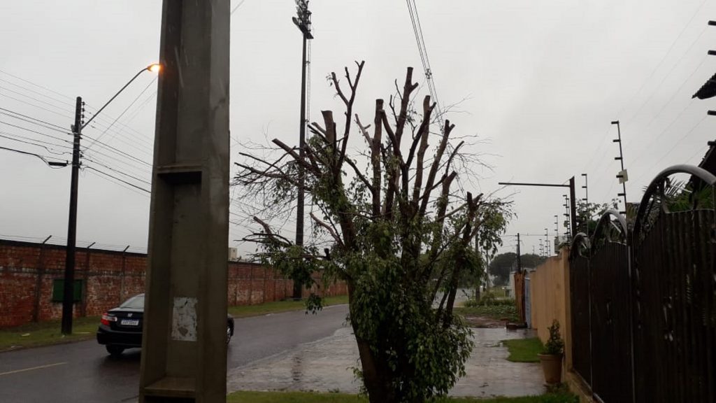 Mais uma árvore é podada neste domingo pela equipe do Corpo de Bombeiros; desta vez no Pioneiros Catarinenses