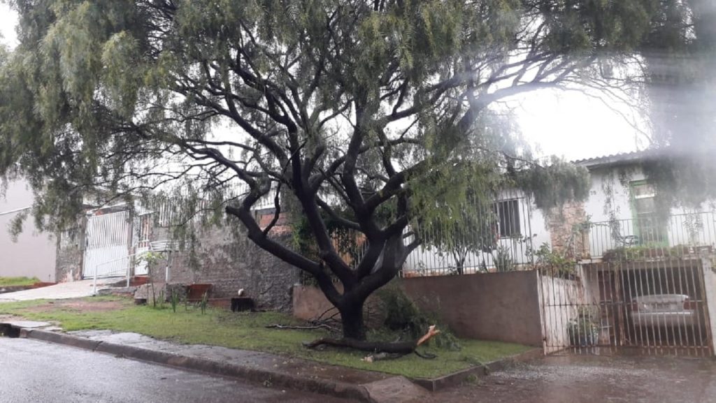 Com risco de queda em cima de fios e em cima de uma residência, mais uma árvore é podada, no Bairro Periolo