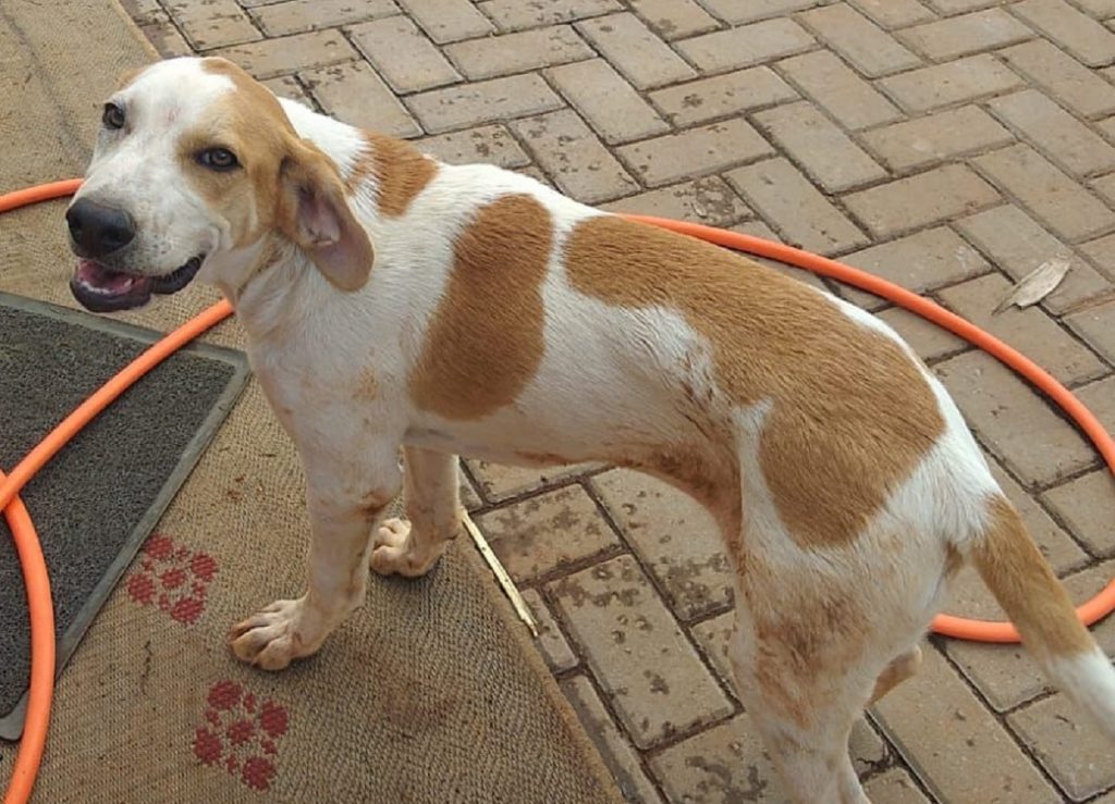 Você viu este cãozinho amigável? “Barth” está desaparecido e dono pede ajuda para localizá-lo