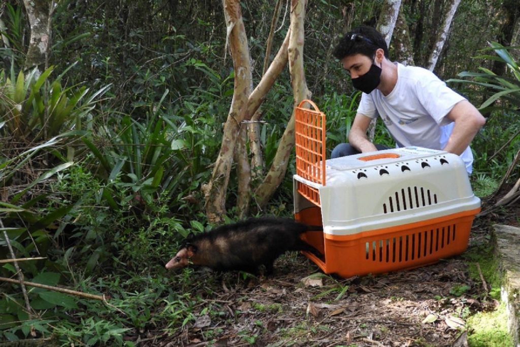 Instituto Água e Terra alerta para época reprodutiva e importância dos gambás para o ecossistema