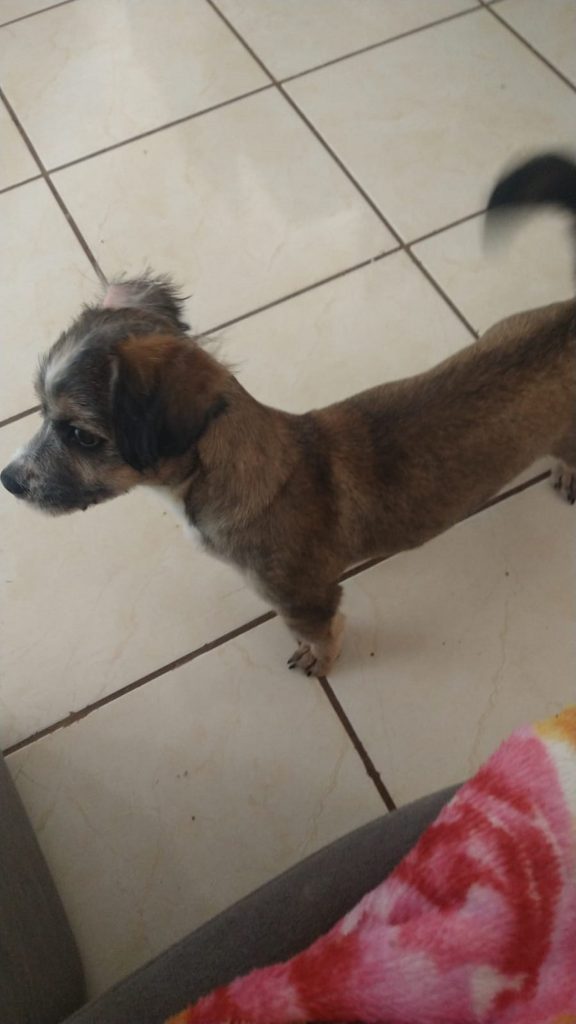 Cachorrinho está perdido no Riviera