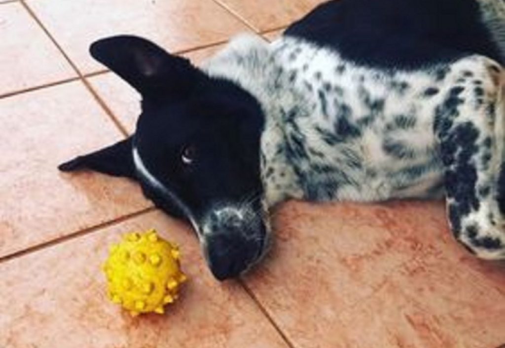 Cão da raça border collie está desaparecido na região do Bairro Neva