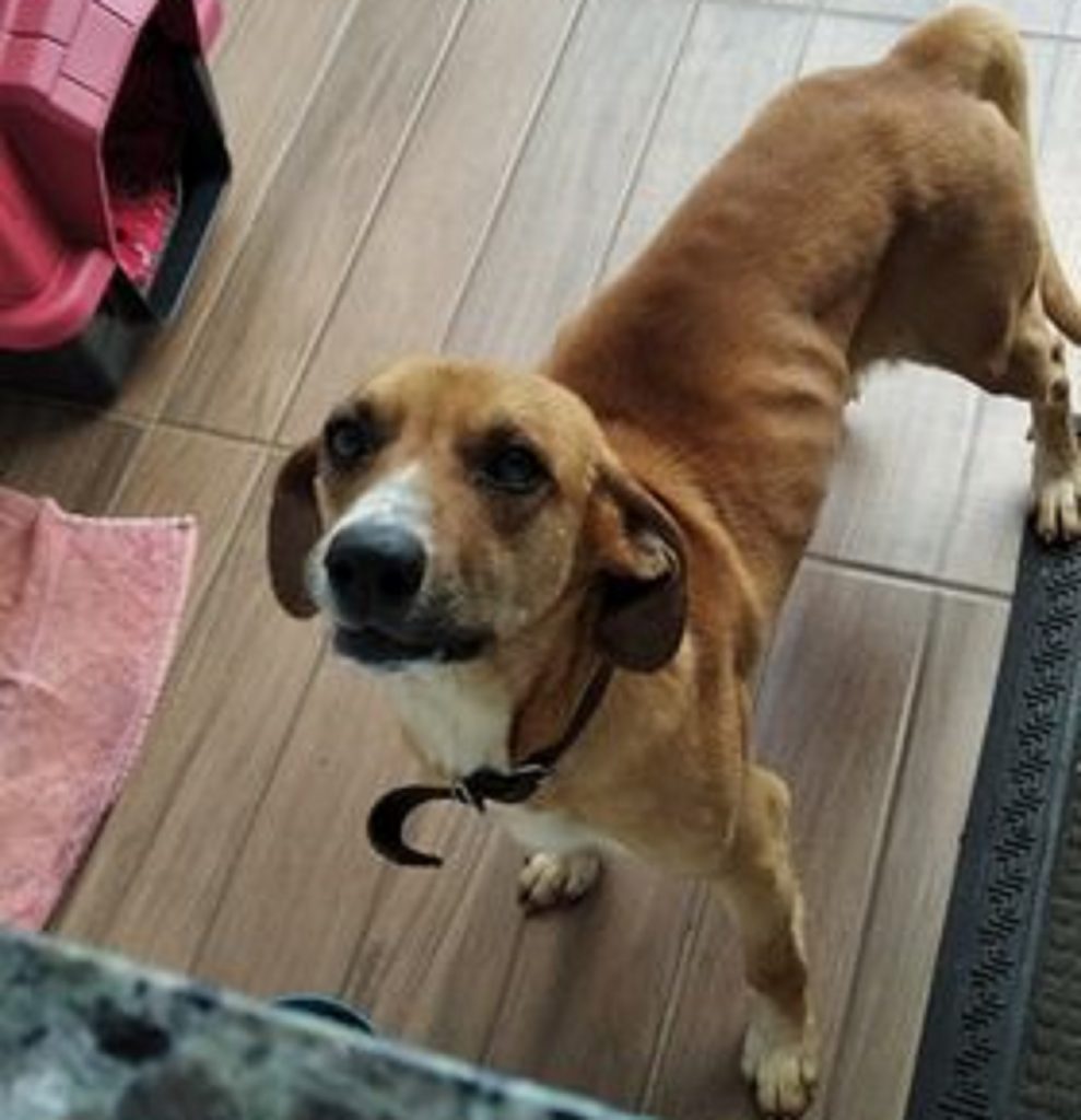 Cachorro encontrado é acolhido, recebe tratamentos e está disponível para devolução ao dono