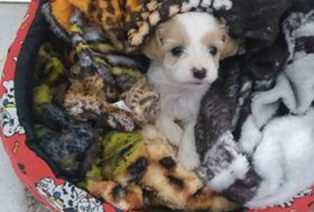 Cachorrinha ‘Nina’, que pertence a uma criança, está desaparecida na região do Bairro Universitário