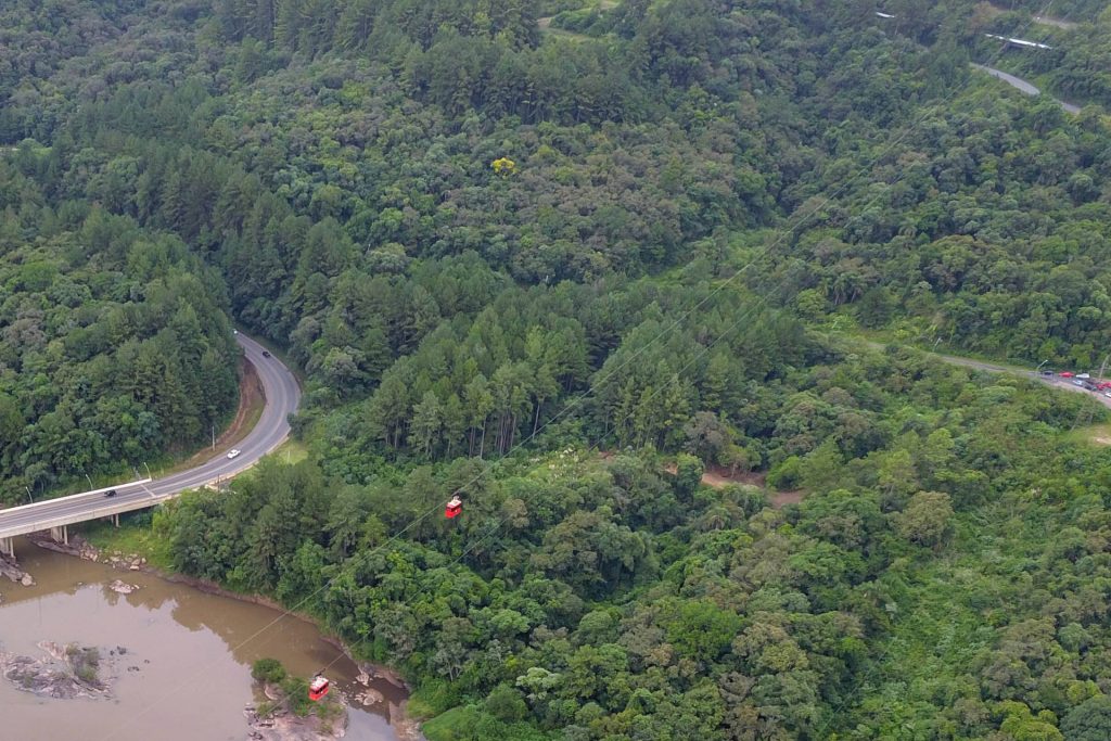 Paraná é o segundo maior produtor florestal do País, segundo IBGE