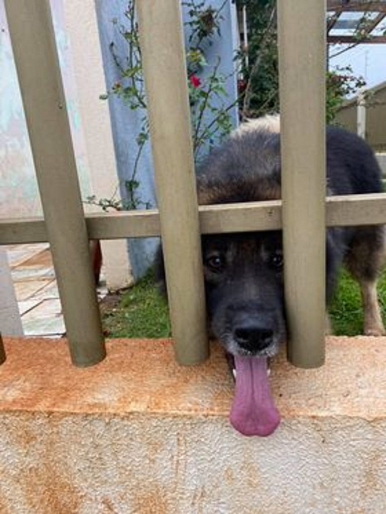 Cachorro de grande porte é encontrado no São Cristóvão