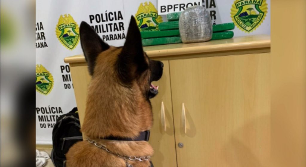 Cão ‘Stark’, do BPFron, encontra 3kg de maconha em bagagem durante fiscalização na rodoviária de Cascavel