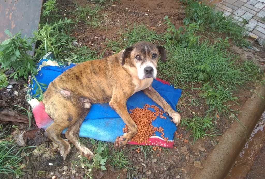 Patrulha Ambiental da GM resgata cachorro com fratura em uma das patas no Loteamento Sarah Eliza