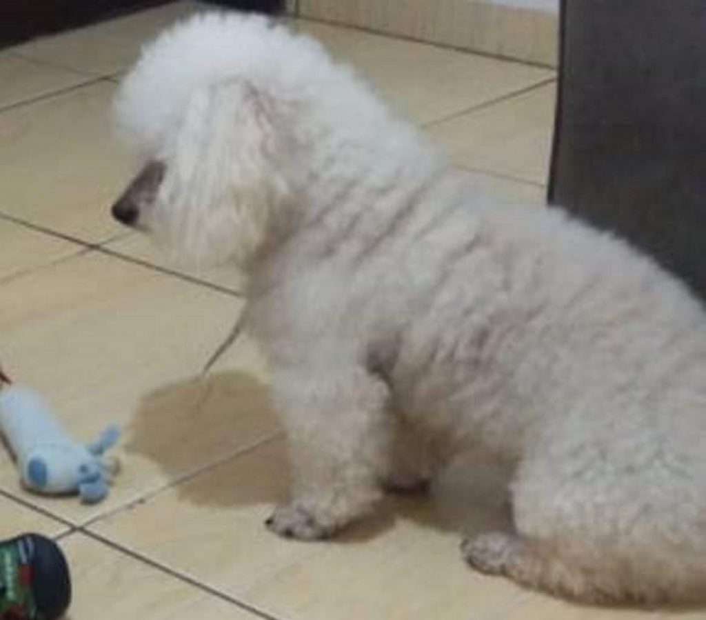 Cachorrinho da raça poodle está desaparecido e dona pede ajuda para encontrá-lo
