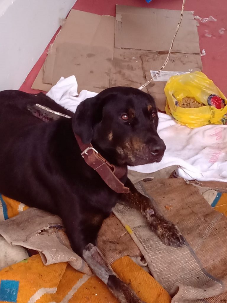 Cachorro que foi atropelado, é resgatado, medicado e internauta procura por um tutor Cachorro que foi atropelado, é resgatado, medicado e internauta procura por um tutor