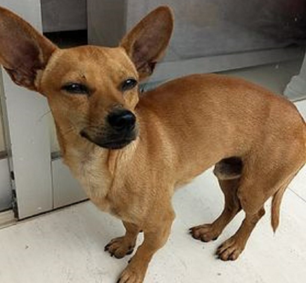 Cãozinho é encontrado no Bairro Cancelli e internauta quer devolvê-lo ao dono
