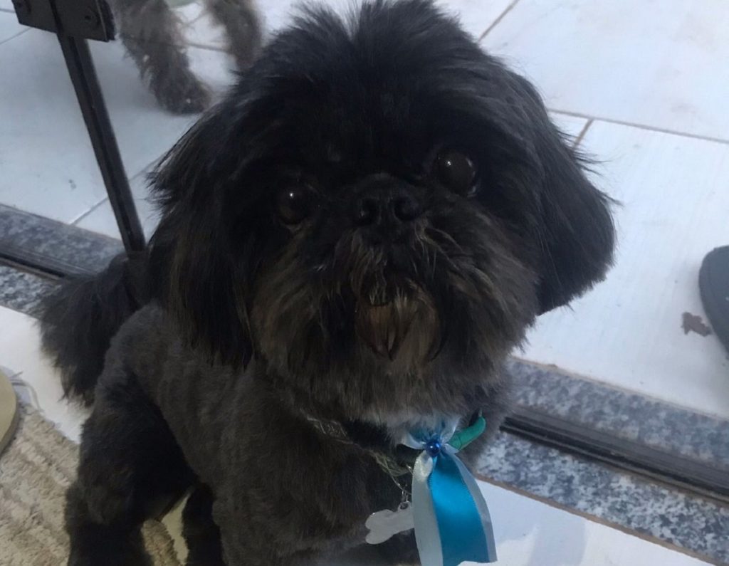 Cachorrinho “Theo” está desaparecido na Região do Lago