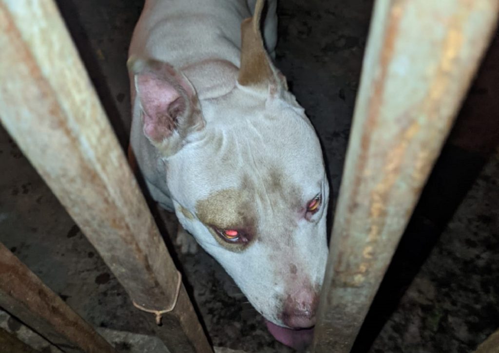Cachorro de estimação foi encontrado no Bairro São Cristóvão