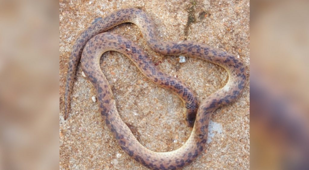 Cobra urutu é encontrada por morador do Bairro Claudete Cobra urutu é encontrada por morador do Bairro Claudete