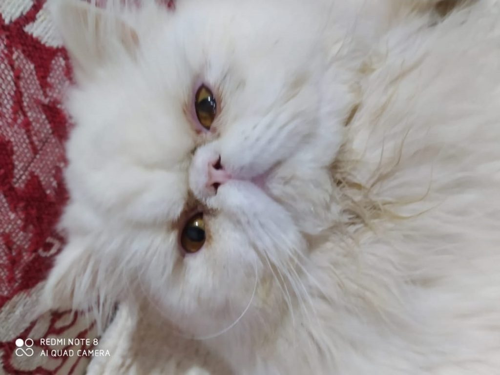 Gato persa de estimação está desaparecido na região do Bairro Maria Luíza