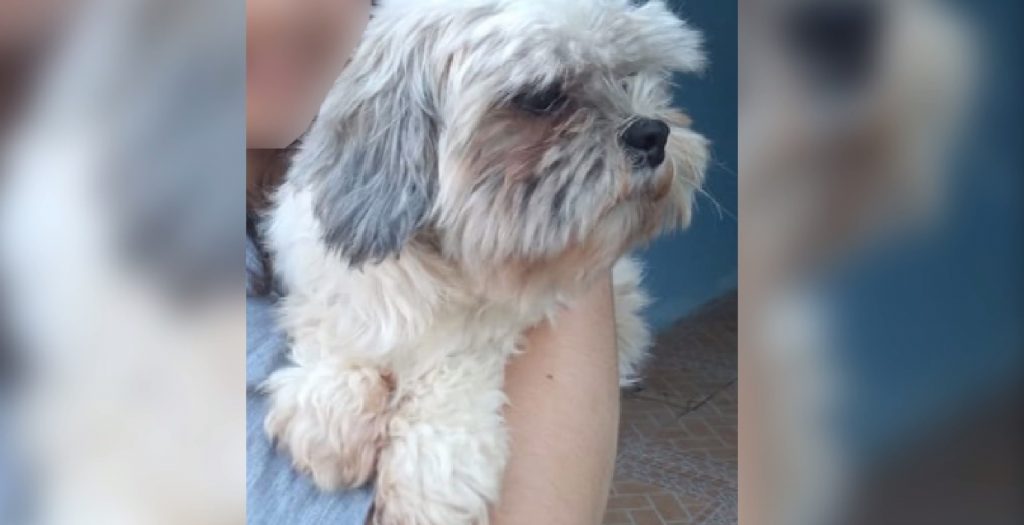 Cachorrinha está desaparecida há 11 dias na região do Bairro Claudete