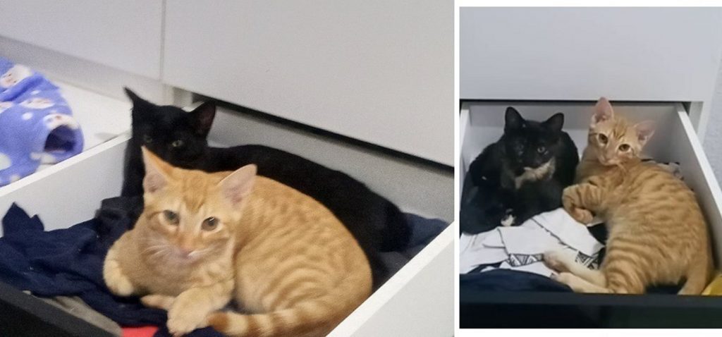 Dono oferece R$ 450 a quem encontrar e devolver gato de estimação, sumido na região do Condomínio Moradas