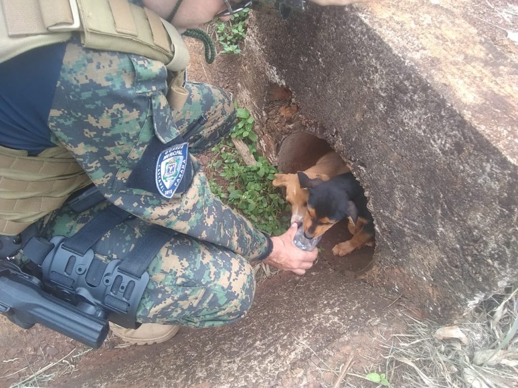 Duas cachorrinhas filhotes são resgatadas pela Patrulha Ambiental da GM na PR-486