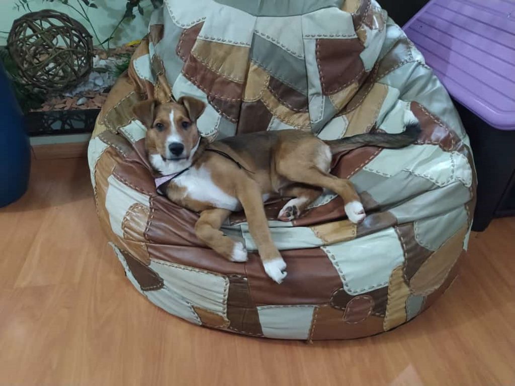 Cachorrinha ‘Hannah’ está desaparecida no São Cristóvão e dona pede ajuda para encontrá-la