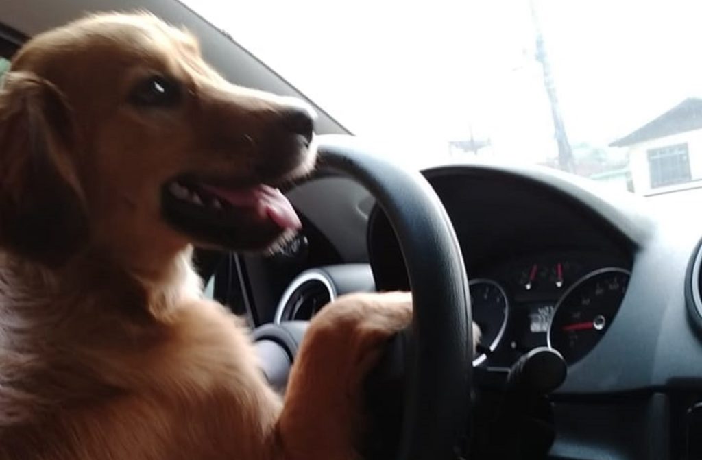 Cachorrinho ‘Bob’ está desaparecido na região do Bairro Parque São Paulo