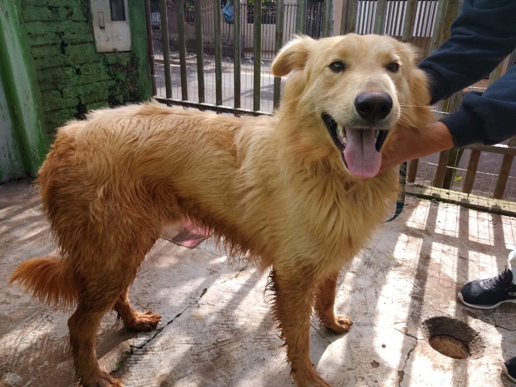 Cão de estimação é encontrado no Bairro Pioneiros Catarinenses; internauta deseja devolvê-lo