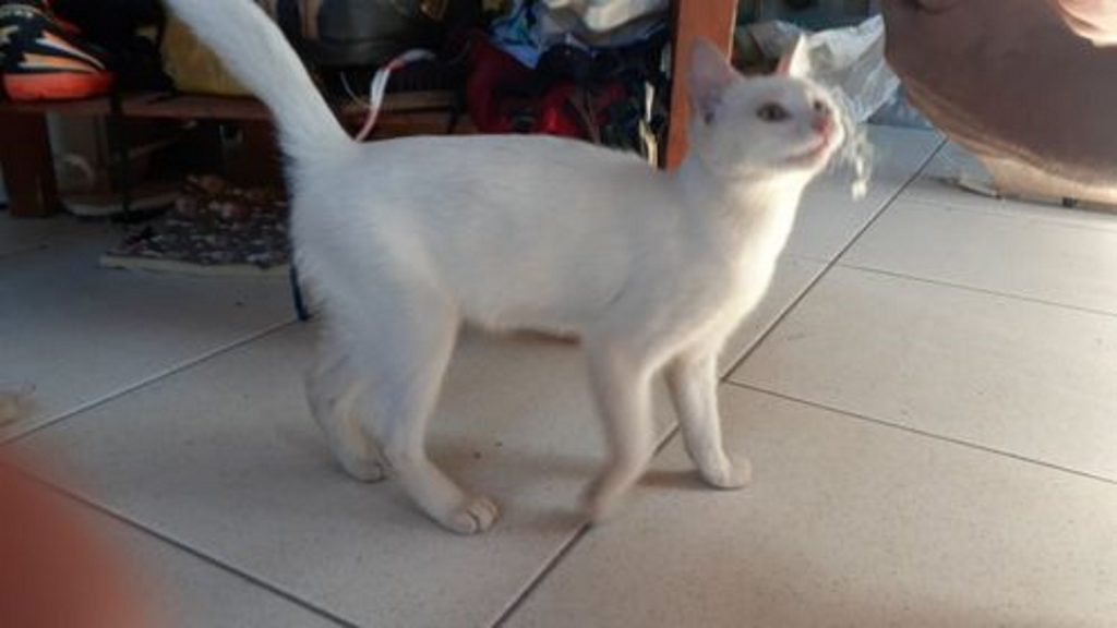 Gato todo branco é encontrado na Neva
