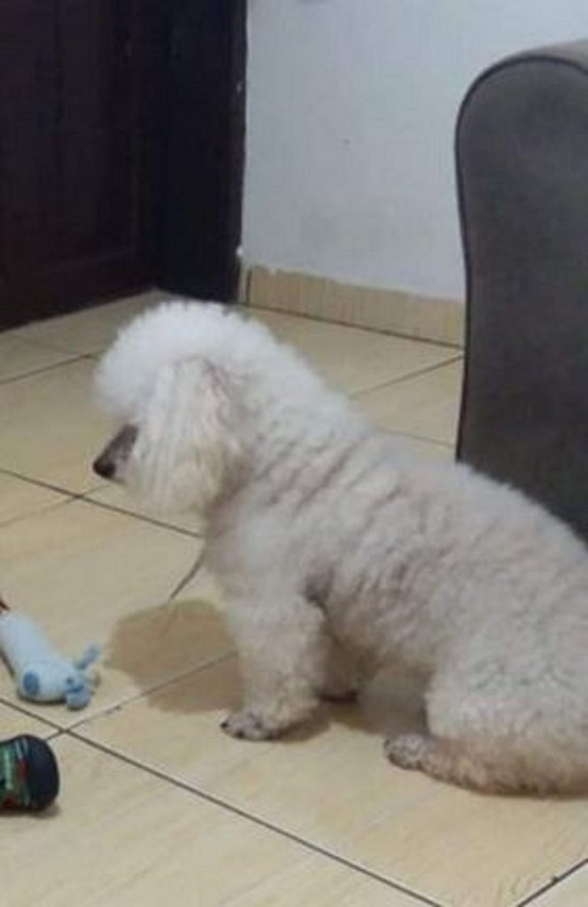 Cachorro Nick sumiu no Alto Alegre; oferece-se recompensa