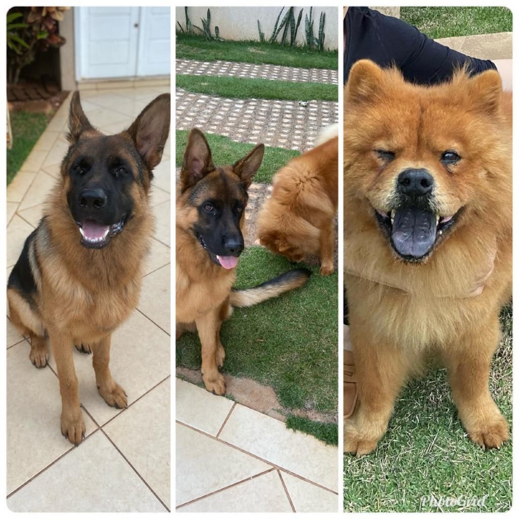 Oferecida recompensa a quem localizar chow-chow e pastor alemão que escaparam de imóvel