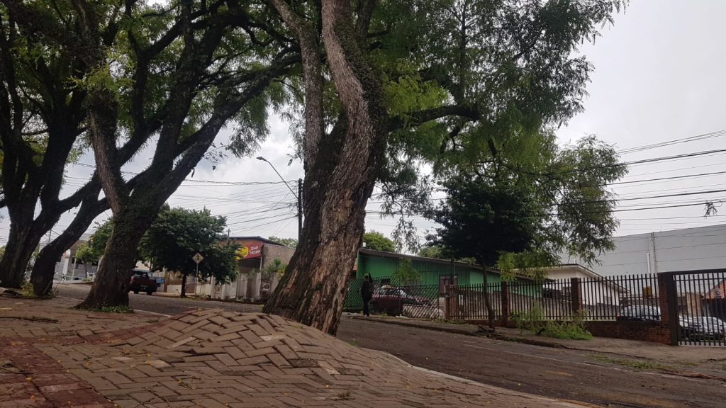 Árvore cai sobre fiação e quase arranca calçada de paver na Rua Marechal Cândido Rondon Árvore cai sobre fiação e quase arranca calçada de paver na Rua Marechal Cândido Rondon